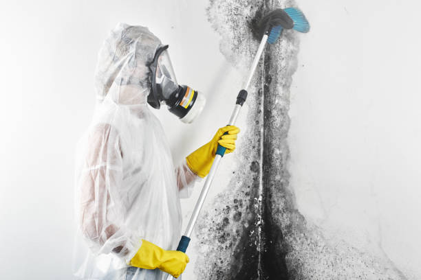 Best Comprehensive Air Testing for Mold Contaminants  in Greenville, AL
