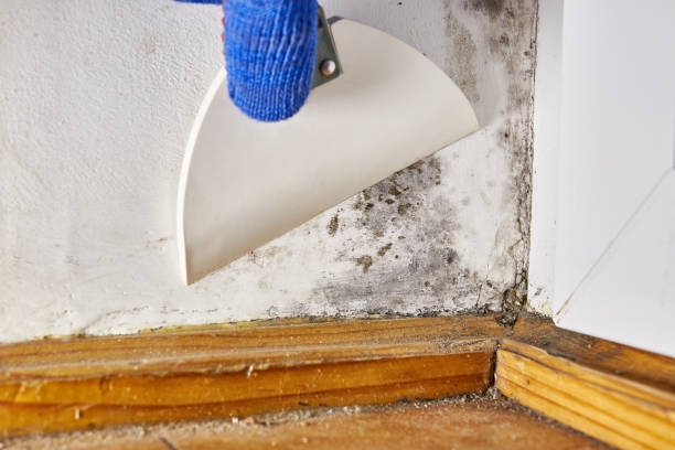 Best Emergency Mold Remediation  in Greenville, AL