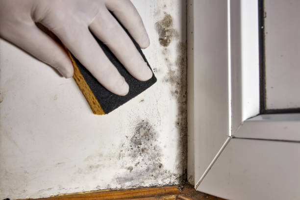 Best Biohazard Mold Removal  in Greenville, AL