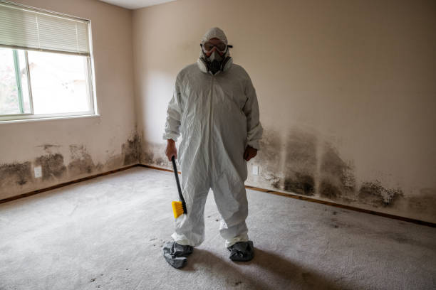 Best Black Mold Removal  in Greenville, AL